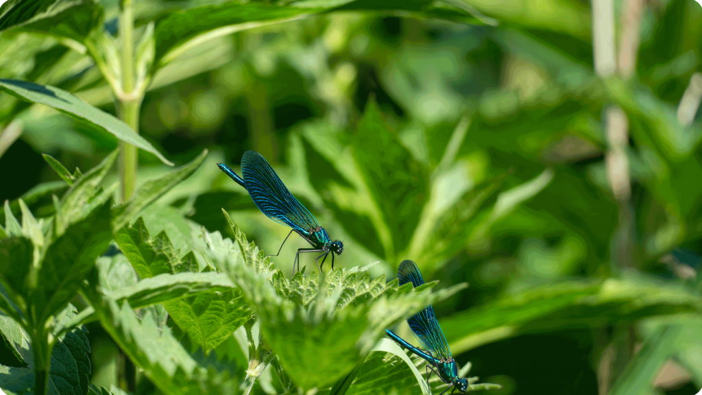 Naturreservat Lüdersburg